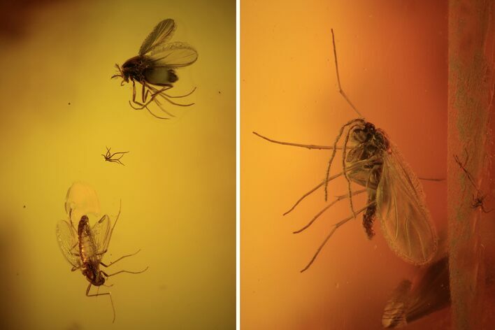 Four Detailed Fossil Flies (Diptera) In Baltic Amber #94048